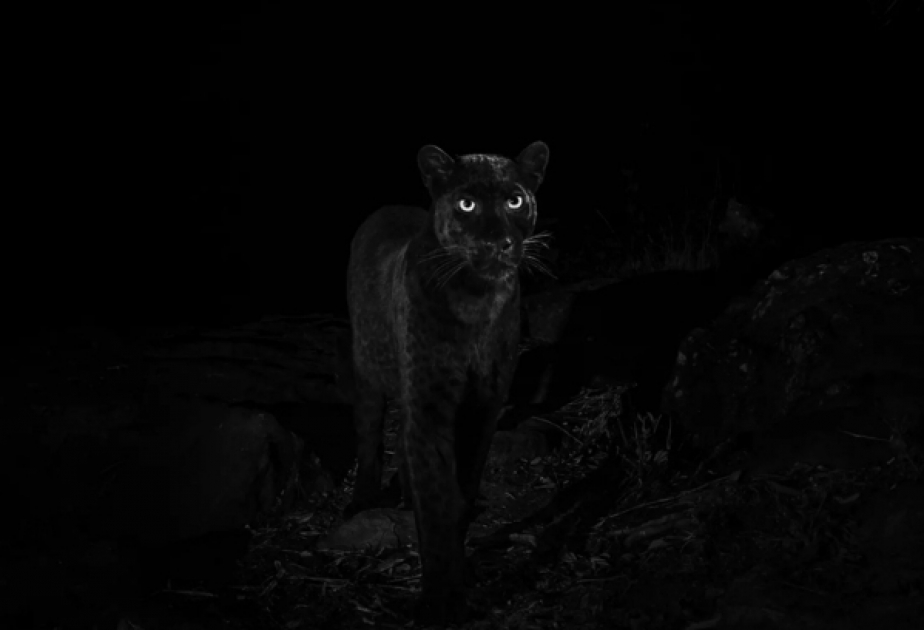 Rare black leopard photographed for first time in 110 years