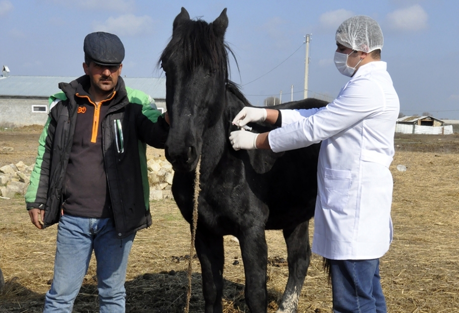 Kürdəmirdə heyvanlar arasında profilaktik peyvəndləmə tədbirləri aparılır