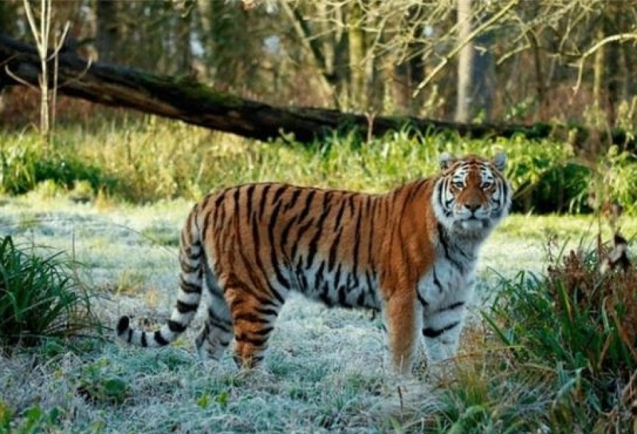 Амурская тигрица погибла в британском сафари-парке. Она подралась с двумя тиграми