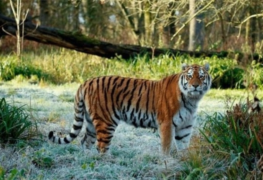 Böyük Britaniyanın safari-parkında dişi Amur pələngi digər pələnglərlə dalaşma nəticəsində ölüb