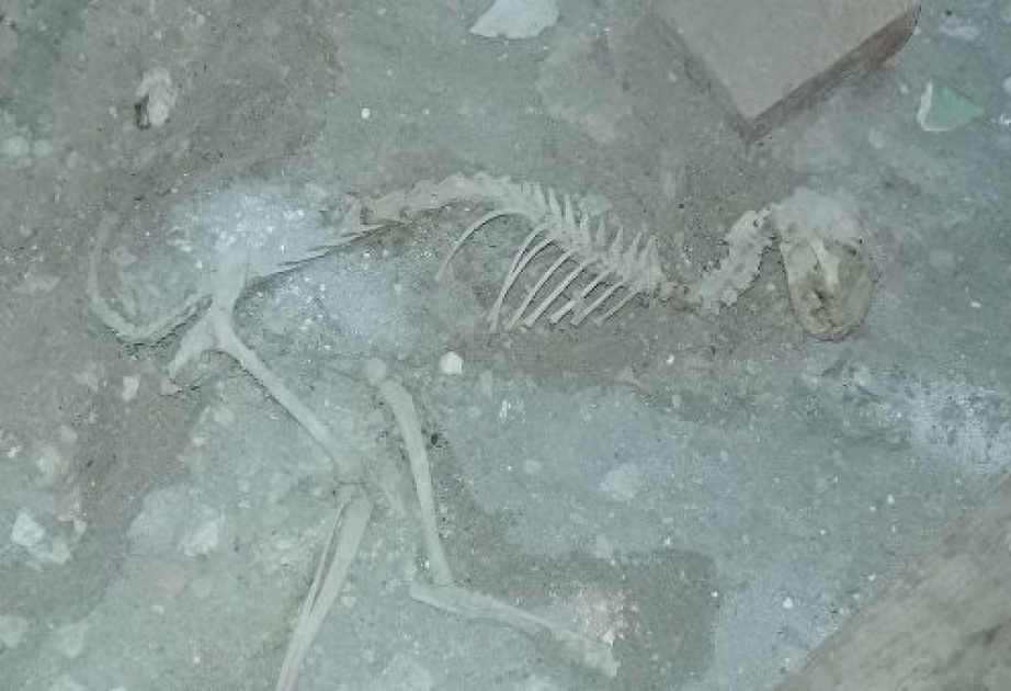 Özbəkistanda dinazavra bənzəyən heyvan skeleti tapılıb