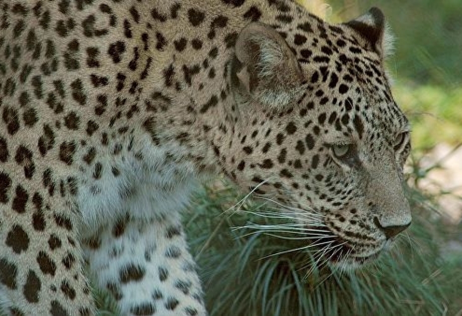На Северном Кавказе потерялся выпущенный в дикую среду леопард Эльбрус