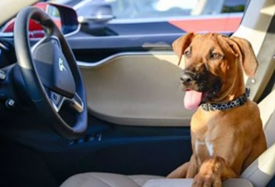 Tesla introduces 'Dog Mode' to keep your pets from getting too hot