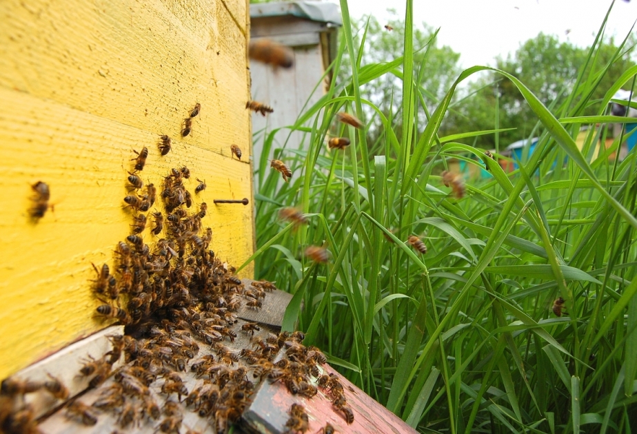 Qobustanda arı ailələrinin sayı 2,8 dəfə artıb