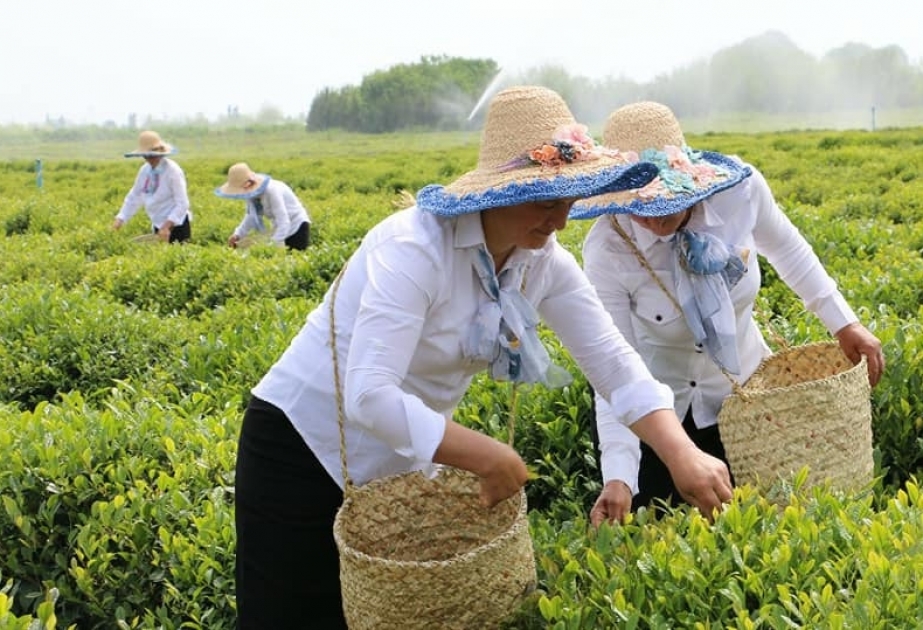 Ötən il Azərbaycanda 868,6 ton yaşıl çay yarpağı istehsal olunub