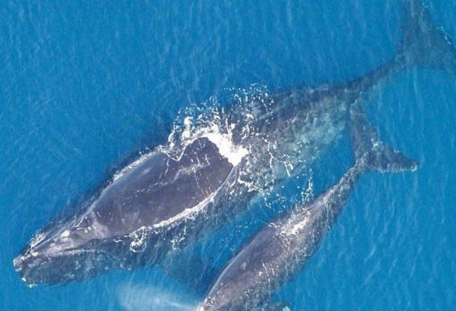 Ученые обнаружили в Атлантическом океане семь детенышей китов редкого вида