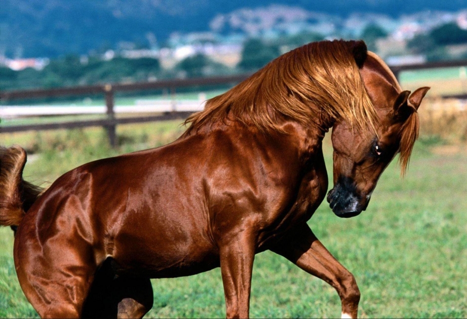 Les chevaux Karabagh