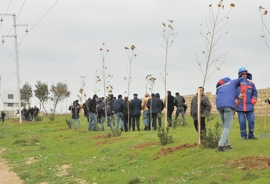Abşeron rayonunda ötən il 61 min ağac əkilib