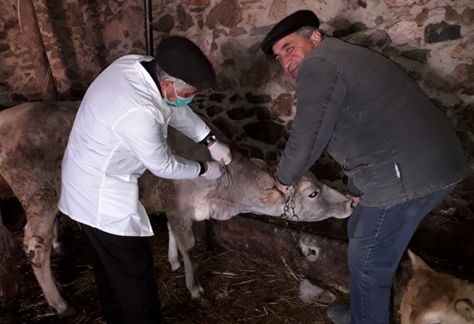Gədəbəydə heyvanlar arasında profilaktik peyvəndləmə tədbirləri aparılır