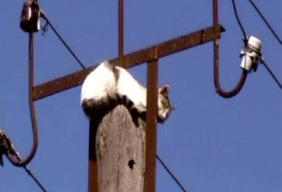 Salyanda elektrik dirəyində qalan pişik xilas edilib