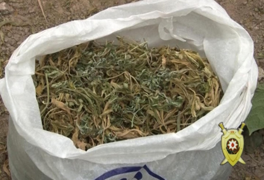 Şəki sakinindən yarım kiloya yaxın marixuana götürülüb
