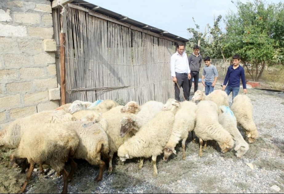 Qusarda özünüməşğulluq proqramı çərçivəsində 87 ailə təsərrüfatı yaradılıb