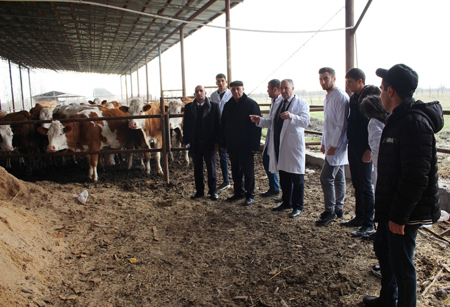 Göyçayda heyvanlar arasında profilaktik peyvəndləmə tədbirləri aparılır