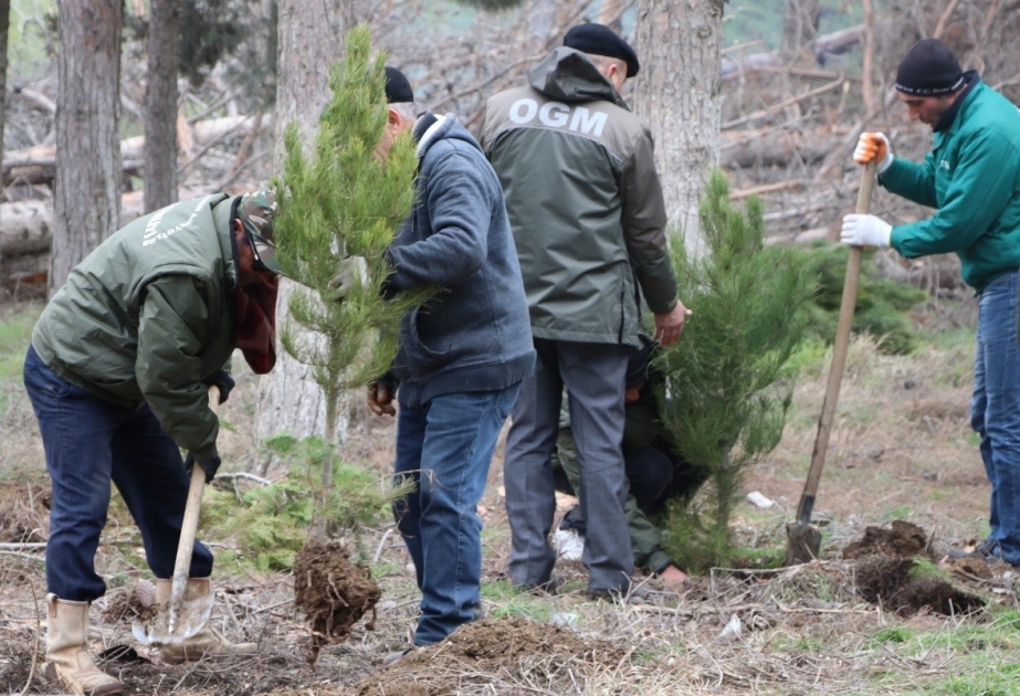 Qurumuş ağacların yerinə yeniləri əkilib