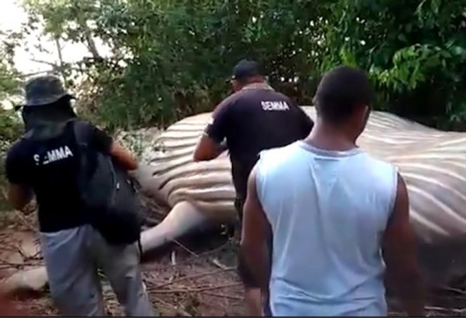 Einheimische im brasilianischen Dschungel einen acht Meter langen Buckelwal gefunden