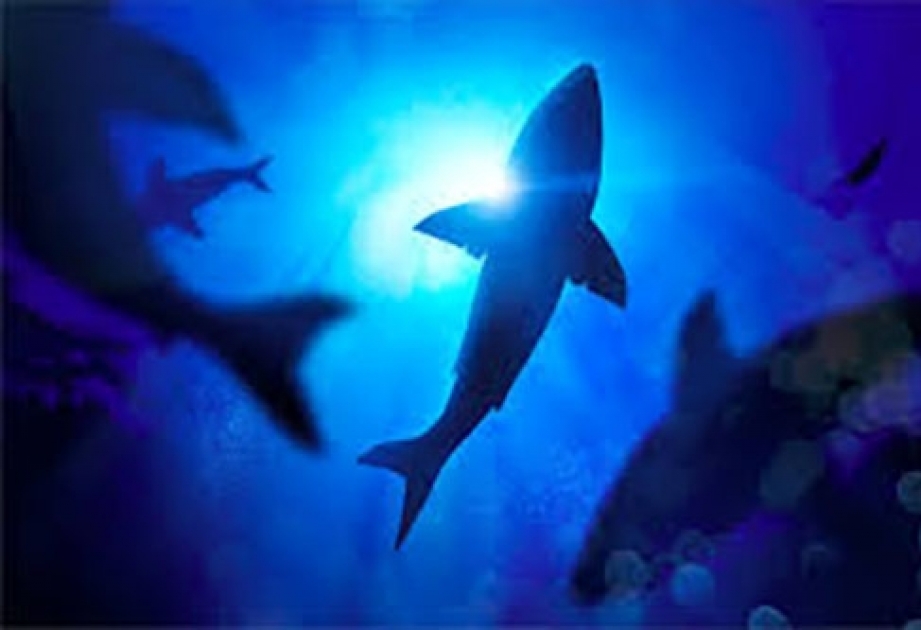 Ученые назвали самые акулоопасные курортные места на планете