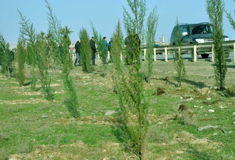 Sumqayıtda ağacəkmə aksiyasında 5 min ting əkilib