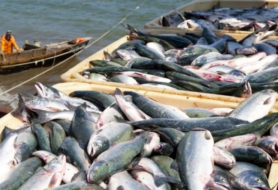 Рыба исчезает: скоро океан перестанет быть кормильцем человечества