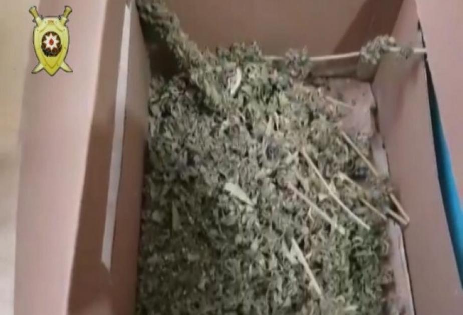 Gəncədə keçmiş məhkumdan 10,9 kiloqram marixuana götürülüb