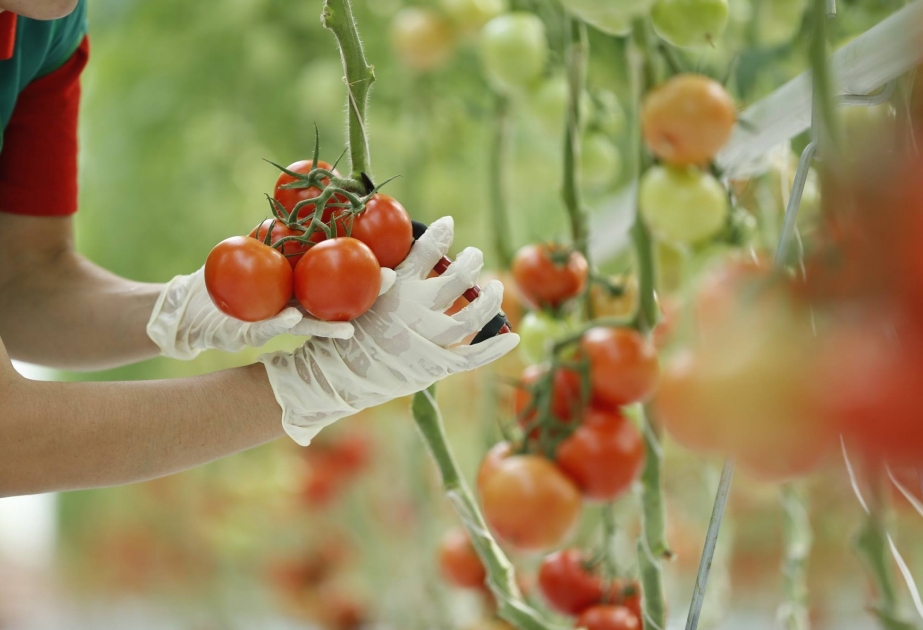 Şəmkirdə istixanalarda yetişdirilən pomidorun 70 faizindən çoxu Rusiyaya ixrac olunub