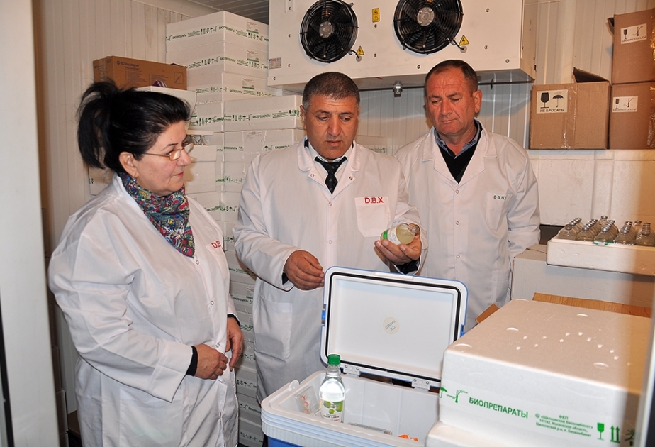 Goranboyda heyvanlar arasında profilaktik peyvəndləmə və diaqnostik müayinə tədbirləri aparılır