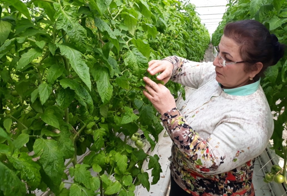 AQTA “Sağlam qida” şüarı ilə tədbirlərə start verib