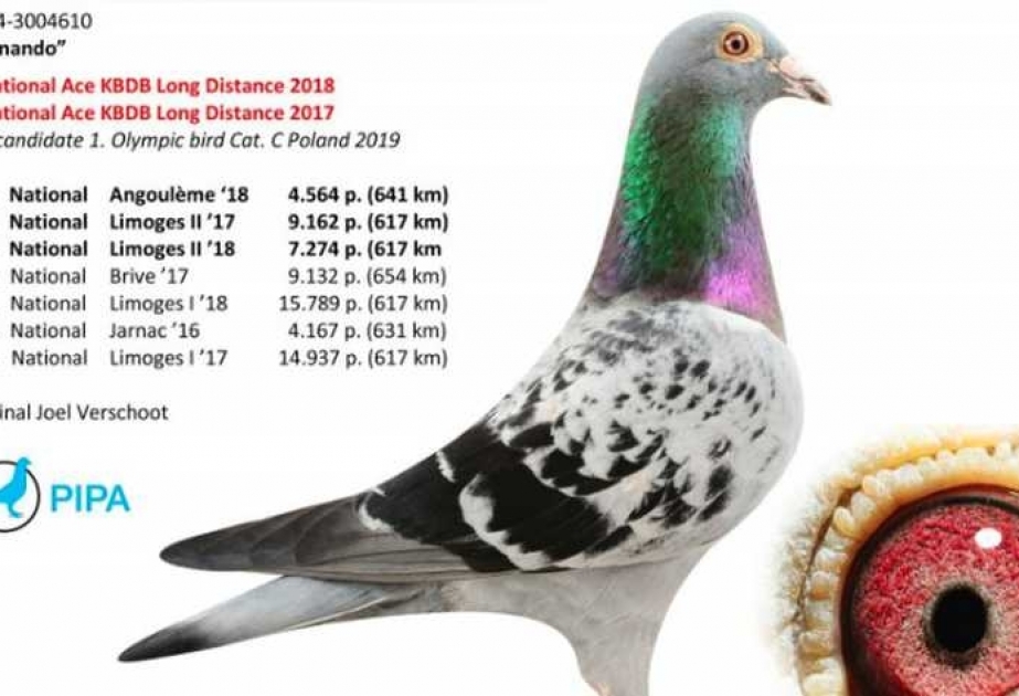 1,252 миллиона евро за... голубя