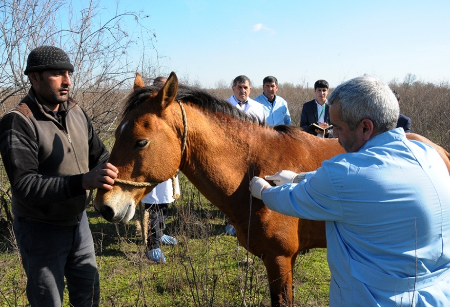 Şirvanda heyvanlar arasında profilaktik peyvəndləmə tədbirləri aparılır
