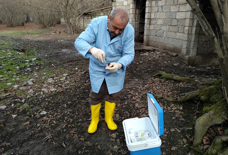 Qəbələdə heyvanlar arasında profilaktik peyvəndləmə tədbirləri davam etdirilir
