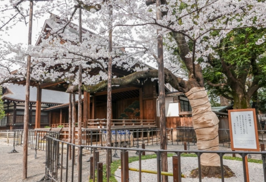Tokioda sakuranın çiçəkləmə fəsli başlanıb