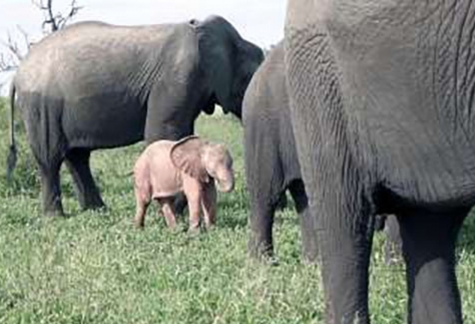 В Африке родился розовый слон