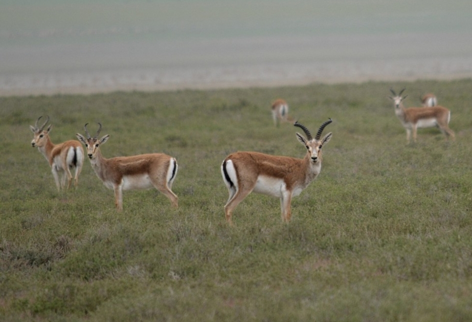 Ağgöl Milli Parkına buraxılmış ceyranların sayı təbii yolla artaraq 60-ı keçib