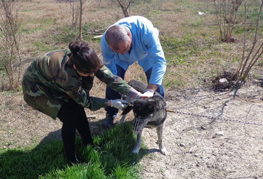 Salyanda heyvanlar arasında profilaktik peyvəndləmə və diaqnostik müayinə tədbirləri aparılır