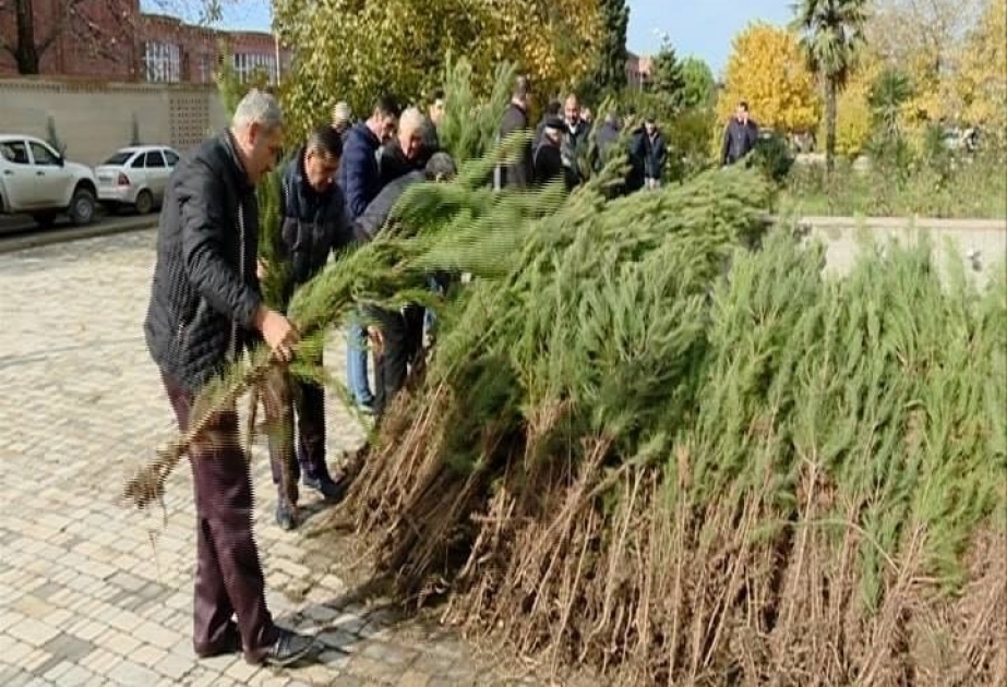 Vətəndaşlara müxtəlifcinsli ağac tingləri paylanılacaq