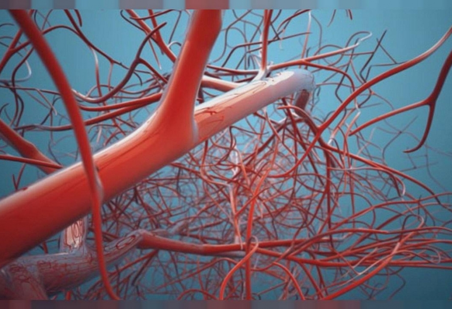 Ученые создали бесклеточные кровеносные сосуды