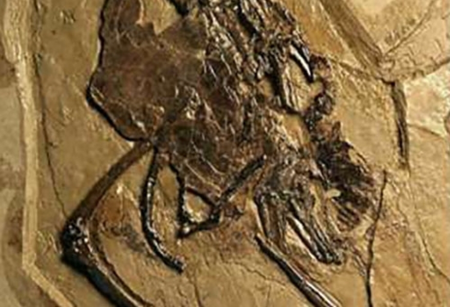 Çində içərisində yumurta olan daşlaşmış quş tapılıb