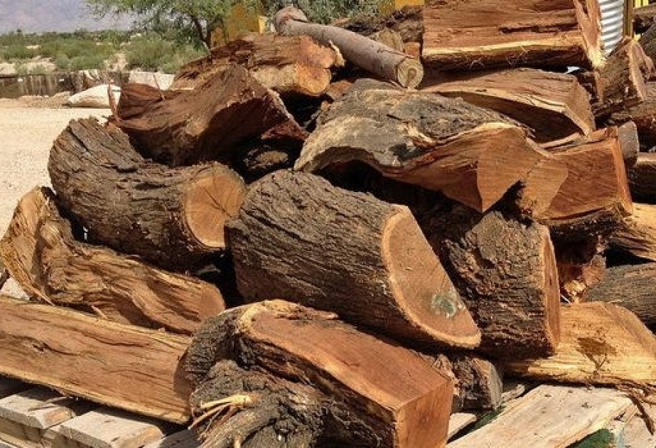 Нанесенный природе ущерб за незаконную вырубку деревьев оценен в размере 9 080 манатов
