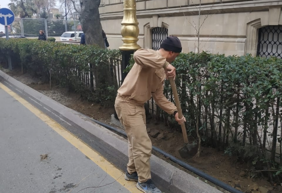Qurumuş ağaclar yeniləri ilə əvəz olunub