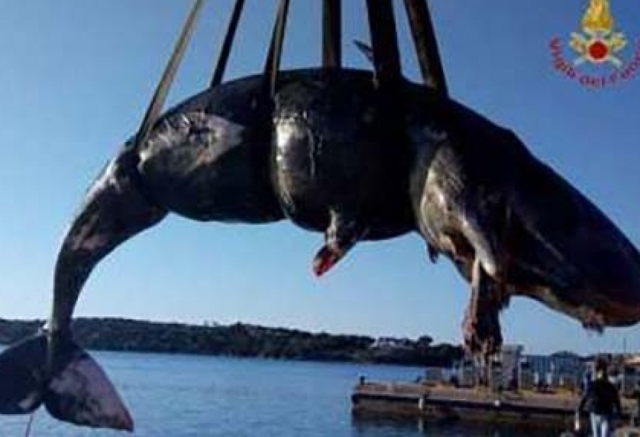 У берегов Сардинии обнаружили мертвого кашалота с 22 килограммами пластика в желудке