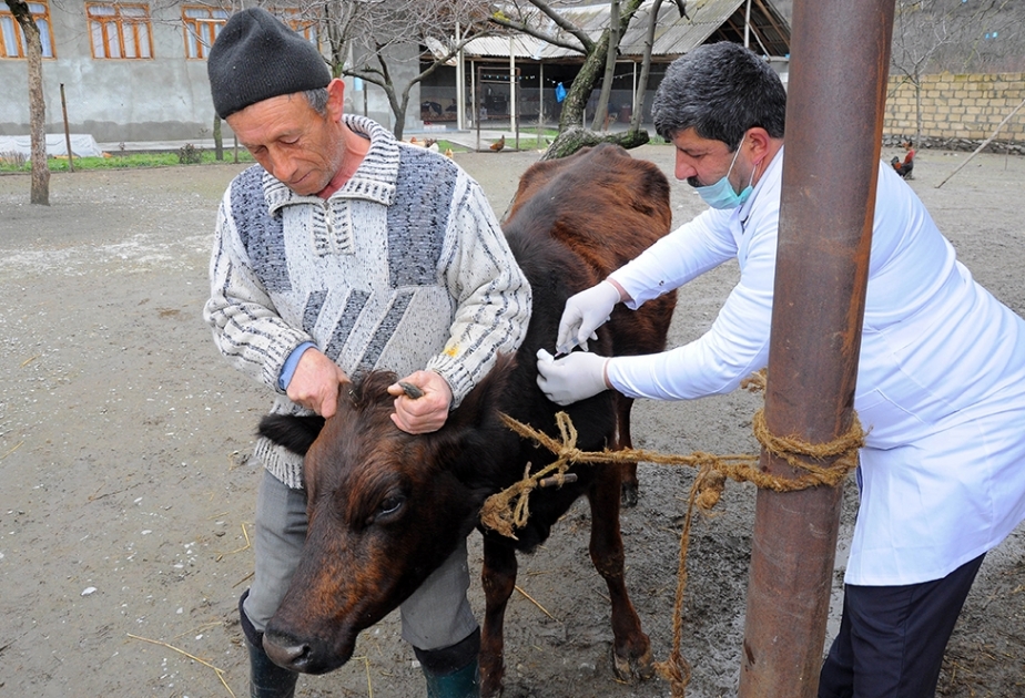 Oğuzda heyvanlar arasında profilaktik peyvəndləmə və diaqnostik müayinə tədbirləri aparılır