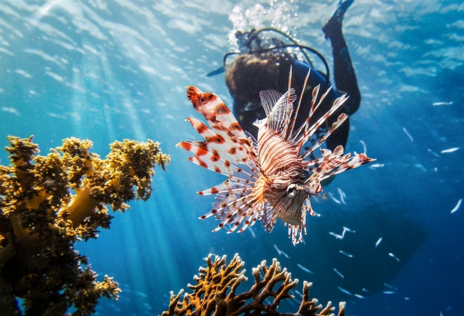 Misir Qırmızı dənizdə daha bir hava limanı açacaq