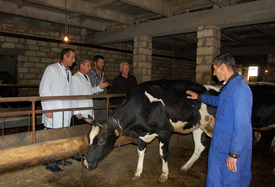 Beyləqanda heyvanlar arasında profilaktik peyvəndləmə və diaqnostik müayinə tədbirləri aparılır