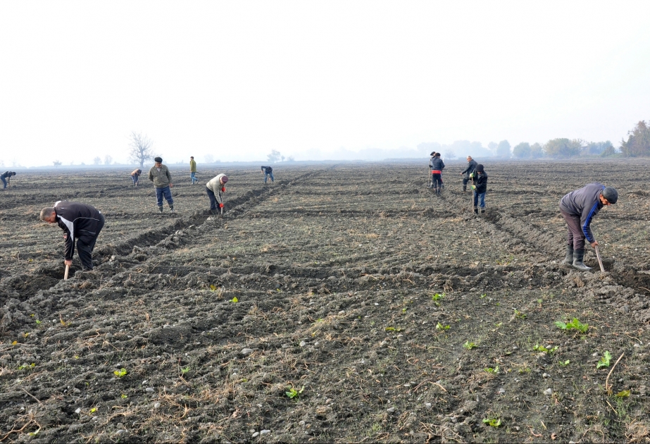 Yaz mövsümünün əvvəlindən Zaqatalada 115 hektarda yeni fındıq bağları salınıb