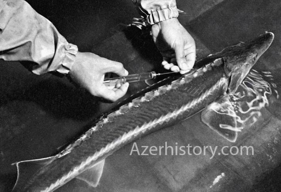 Azerbaiyán: Primero en el mundo en la cría de esturiones artificiales