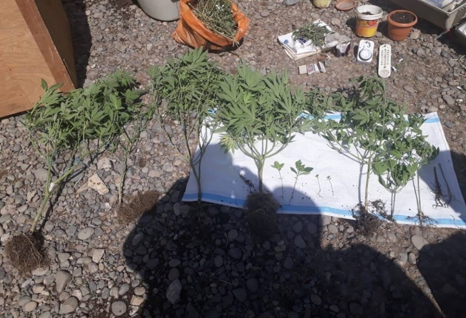 Narkotik vasitələrin qanunsuz dövriyyəsi ilə məşğul olan Sabirabad sakini saxlanılıb