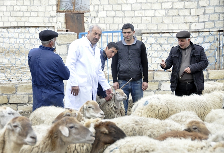 Bərdədə heyvanlar arasında profilaktik peyvəndləmə tədbirləri aparılır