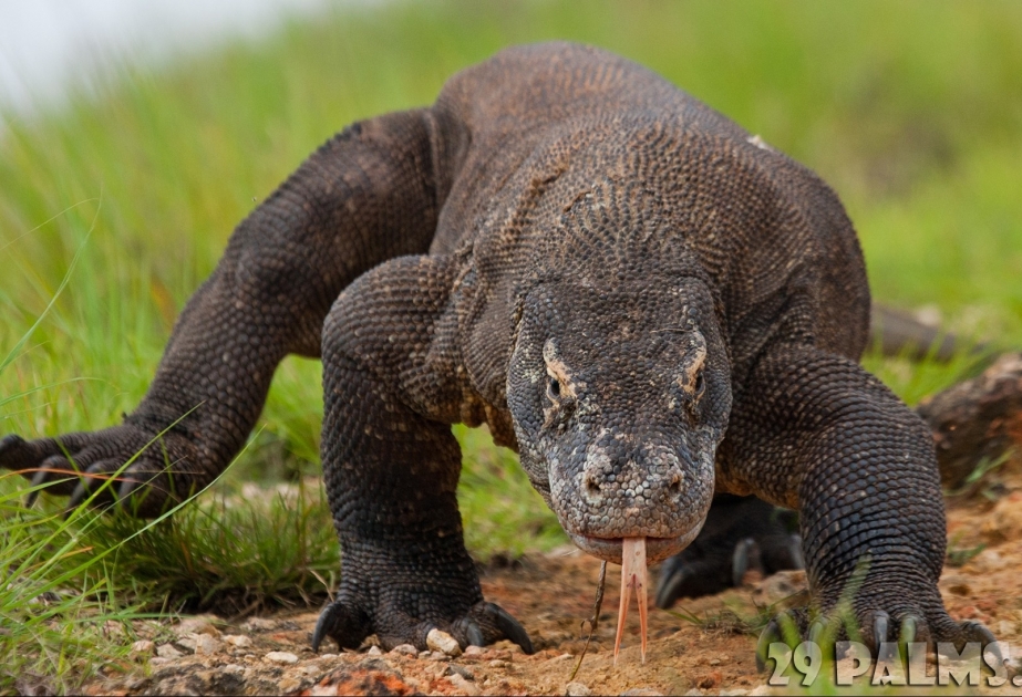 Turistləri 2020-ci ildən Komodo adasına buraxmayacaqlar