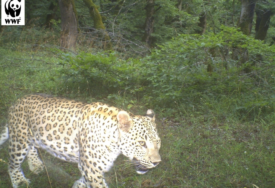Do not shoot the leopard!