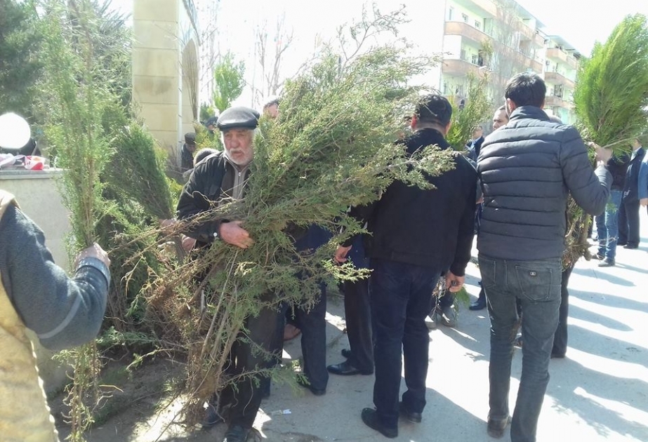 Bu yaz özün bir təbiət yarat: Abşeronun kənd və qəsəbələrinə minə yaxın ağac tingi paylanılıb