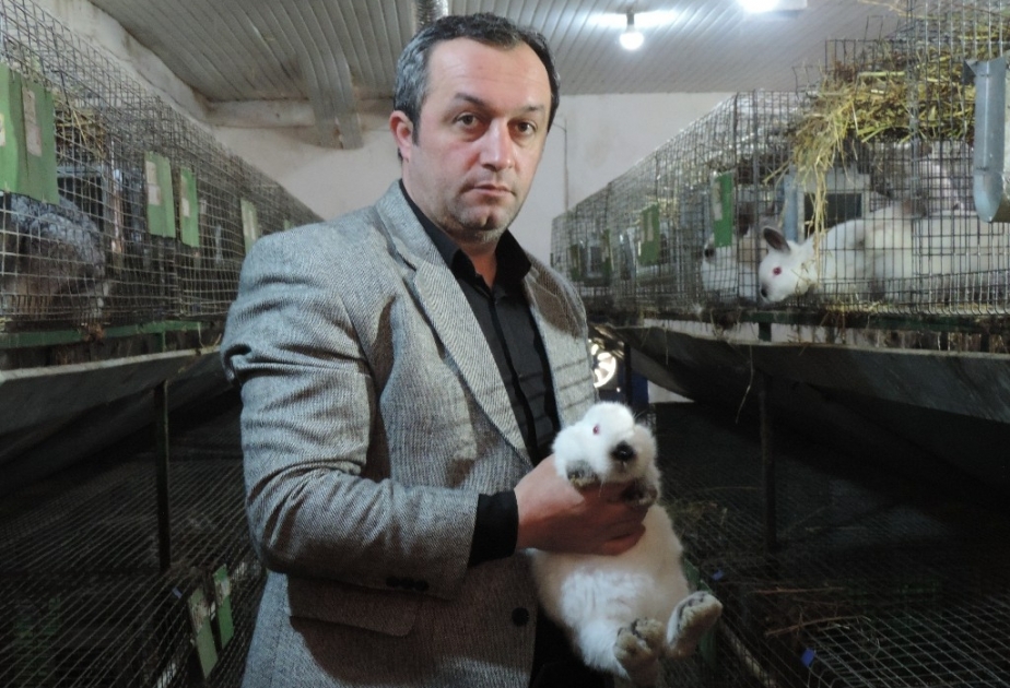 Xaçmazlı təsərrüfatçı ildə 6 ton dovşan əti istehsal edir  FOTO VİDEO